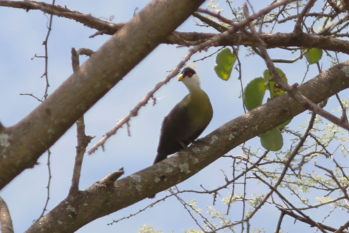 White-crested Turaco - ML613310920