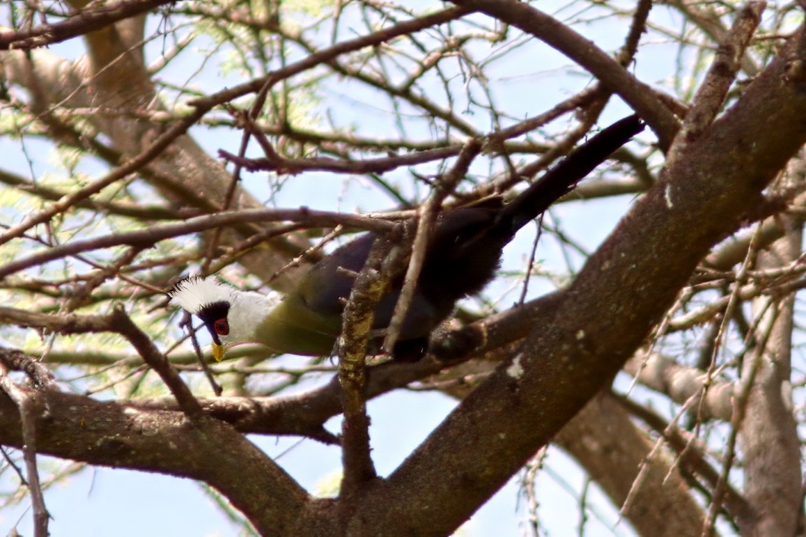 White-crested Turaco - ML613310926