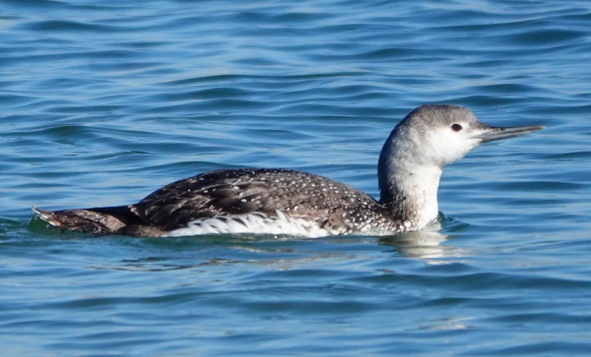 Red-throated Loon - ML613310970