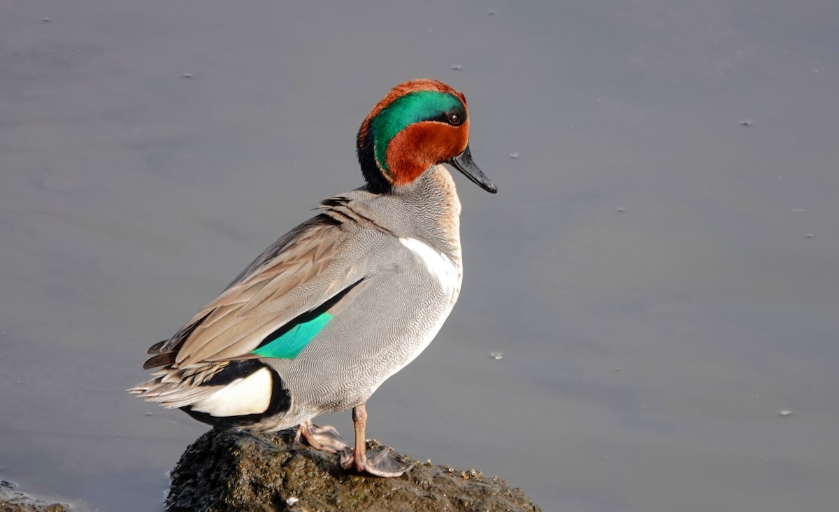Green-winged Teal - ML613311172