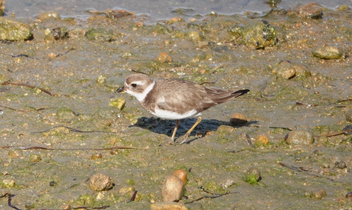 Semipalmated Plover - ML613311204