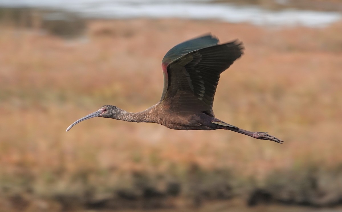 ibis americký - ML613311253