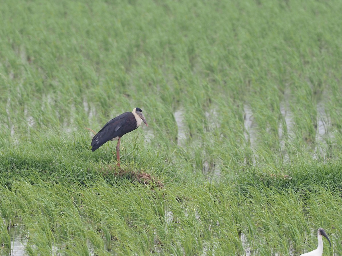 Asian Woolly-necked Stork - ML613311499