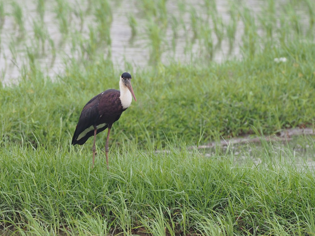 Asian Woolly-necked Stork - ML613311501