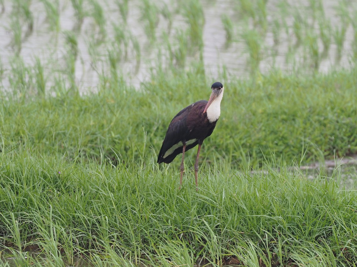 Asian Woolly-necked Stork - ML613311504