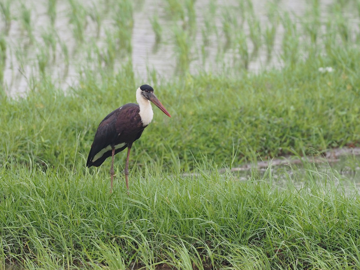 Asian Woolly-necked Stork - Rajesh Radhakrishnan
