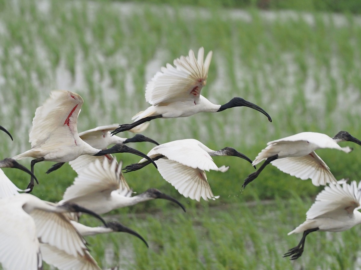 ibis černohlavý - ML613311523