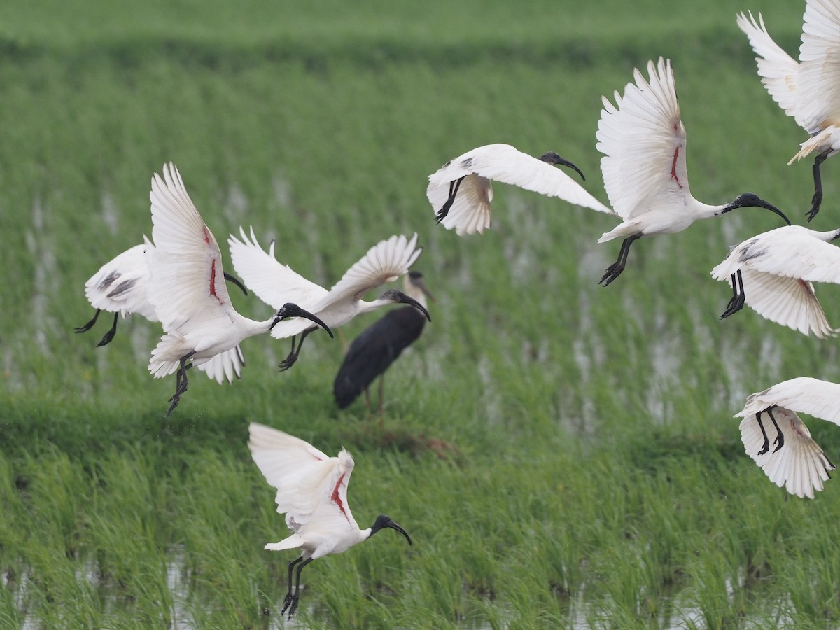 ibis černohlavý - ML613311530