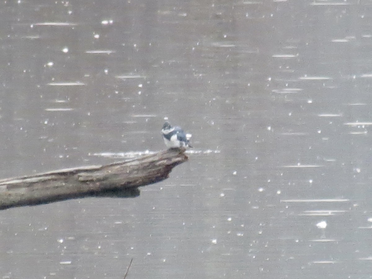 Belted Kingfisher - ML613311779