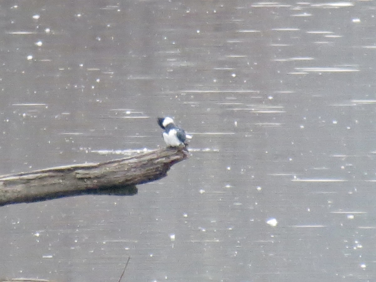 Belted Kingfisher - ML613311780
