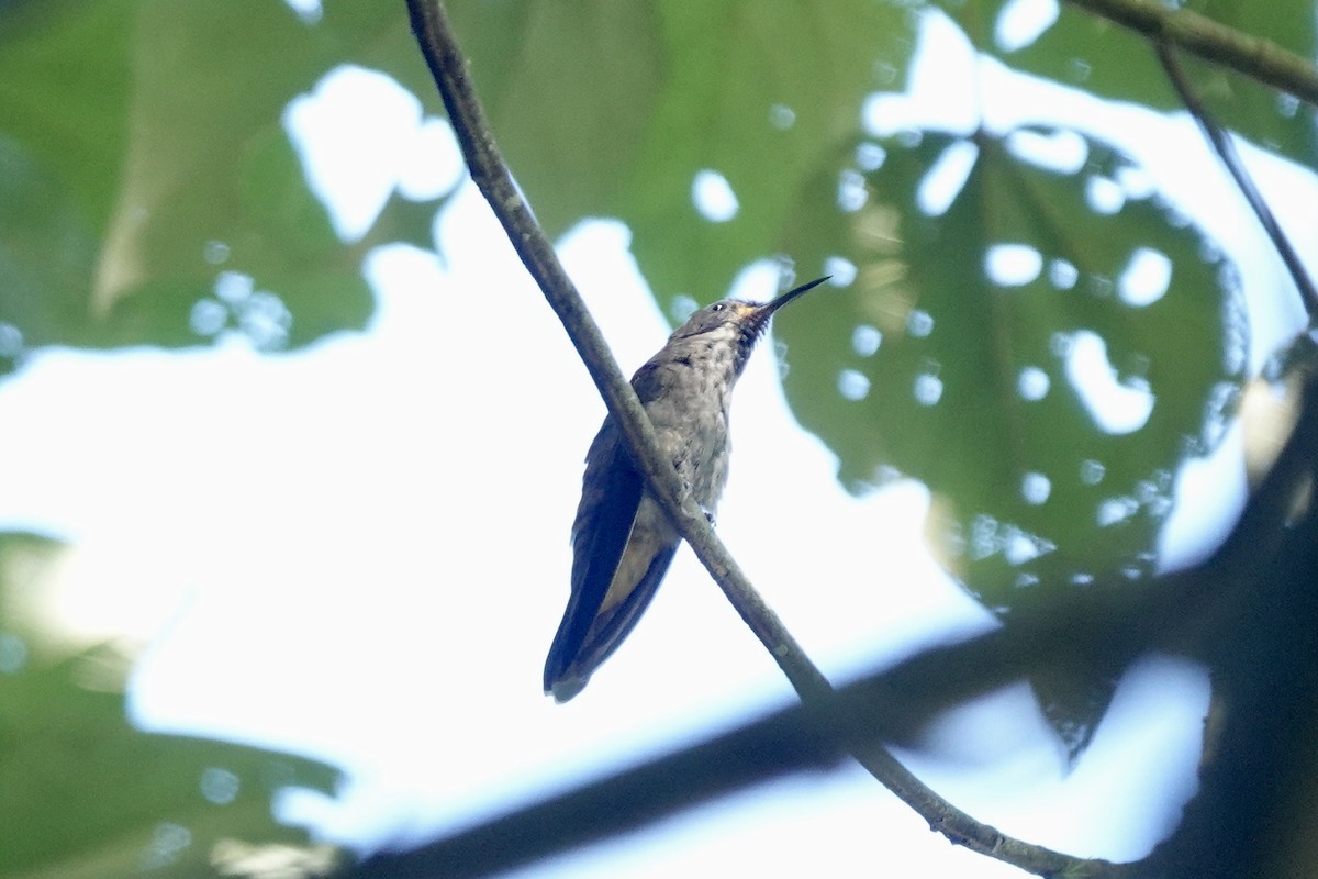 kolibřík fialovouchý - ML613311934
