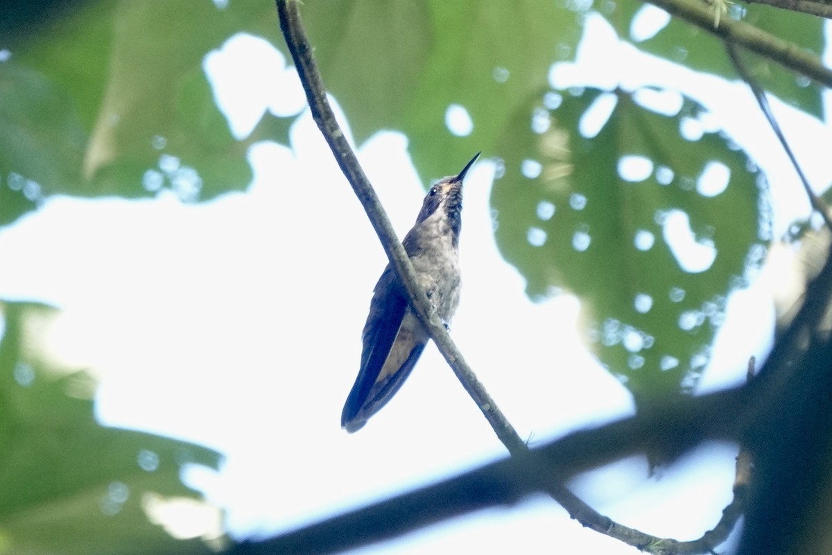 kolibřík fialovouchý - ML613311935