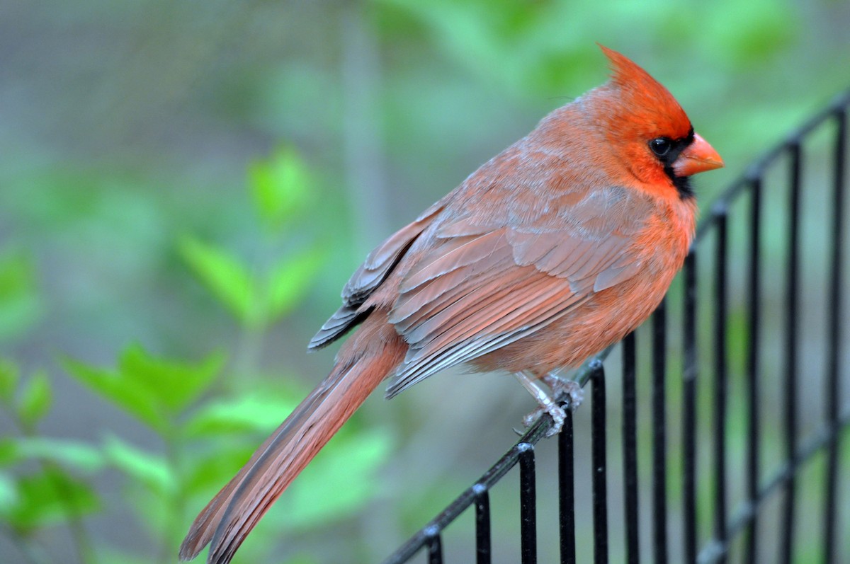 Красный кардинал [группа cardinalis] - ML613312395