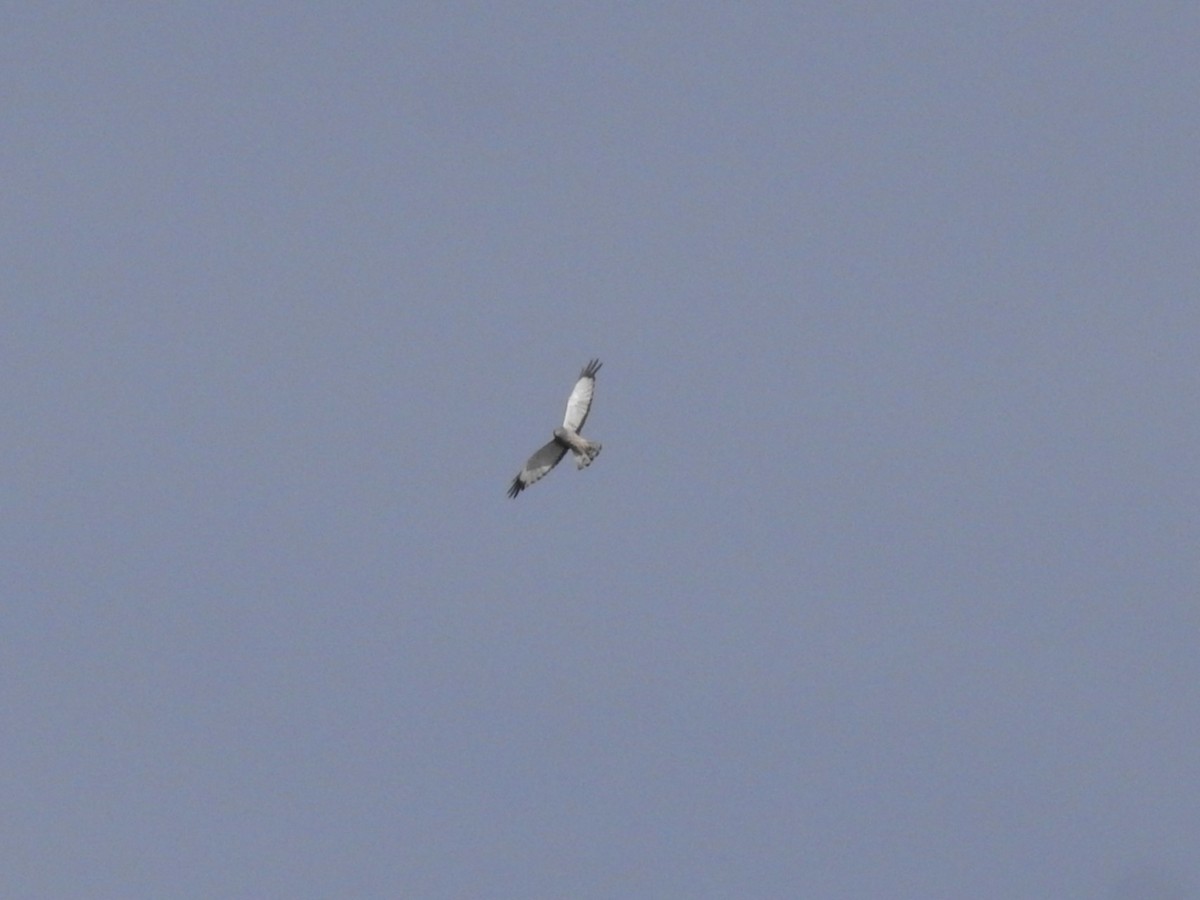 Cinereous Harrier - ML613312446