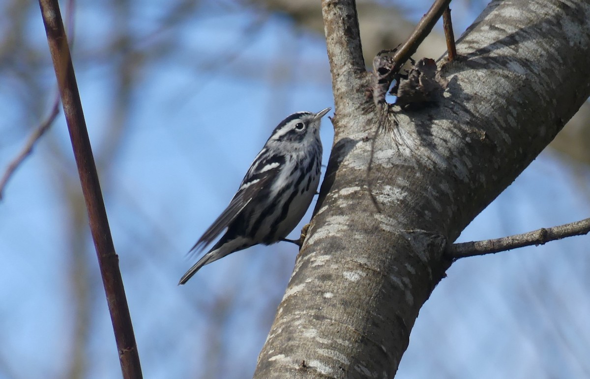 Black-and-white Warbler - ML613312488