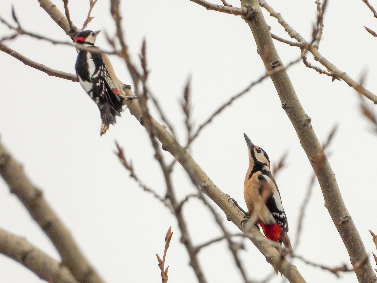 Great Spotted Woodpecker - ML613312607