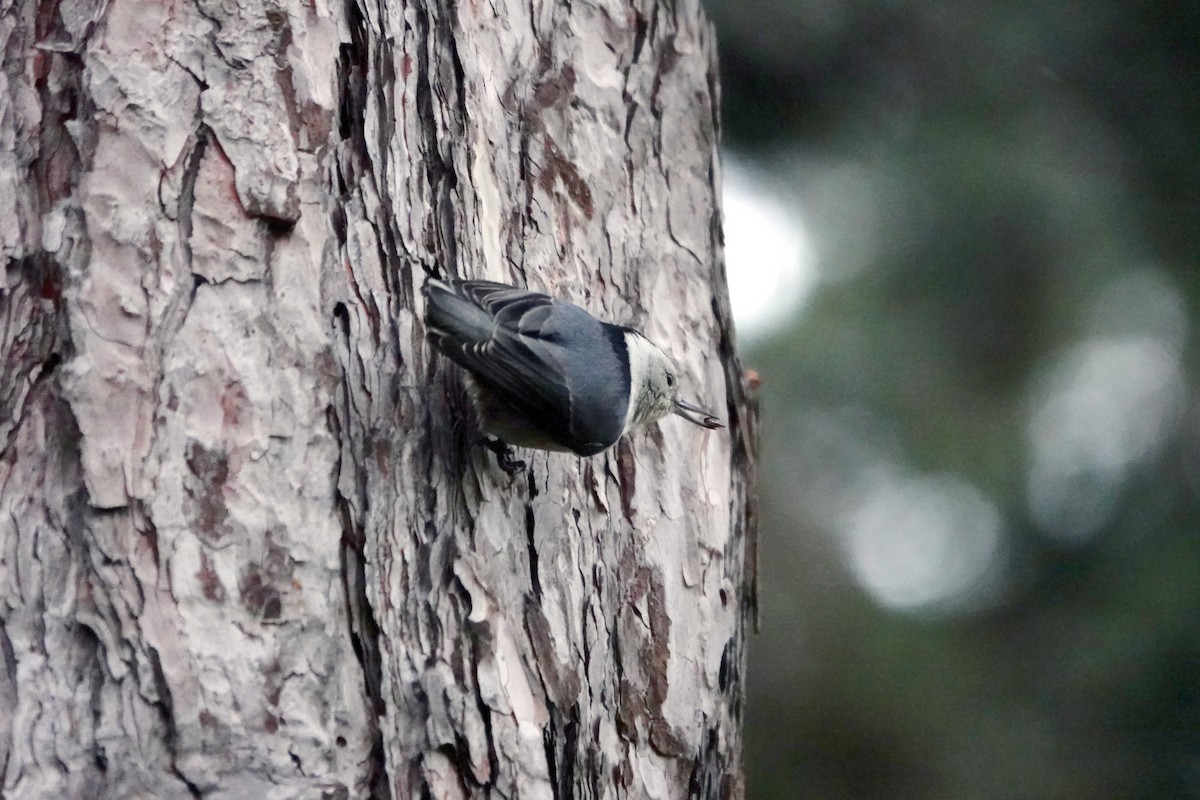 White-breasted Nuthatch - ML613312630