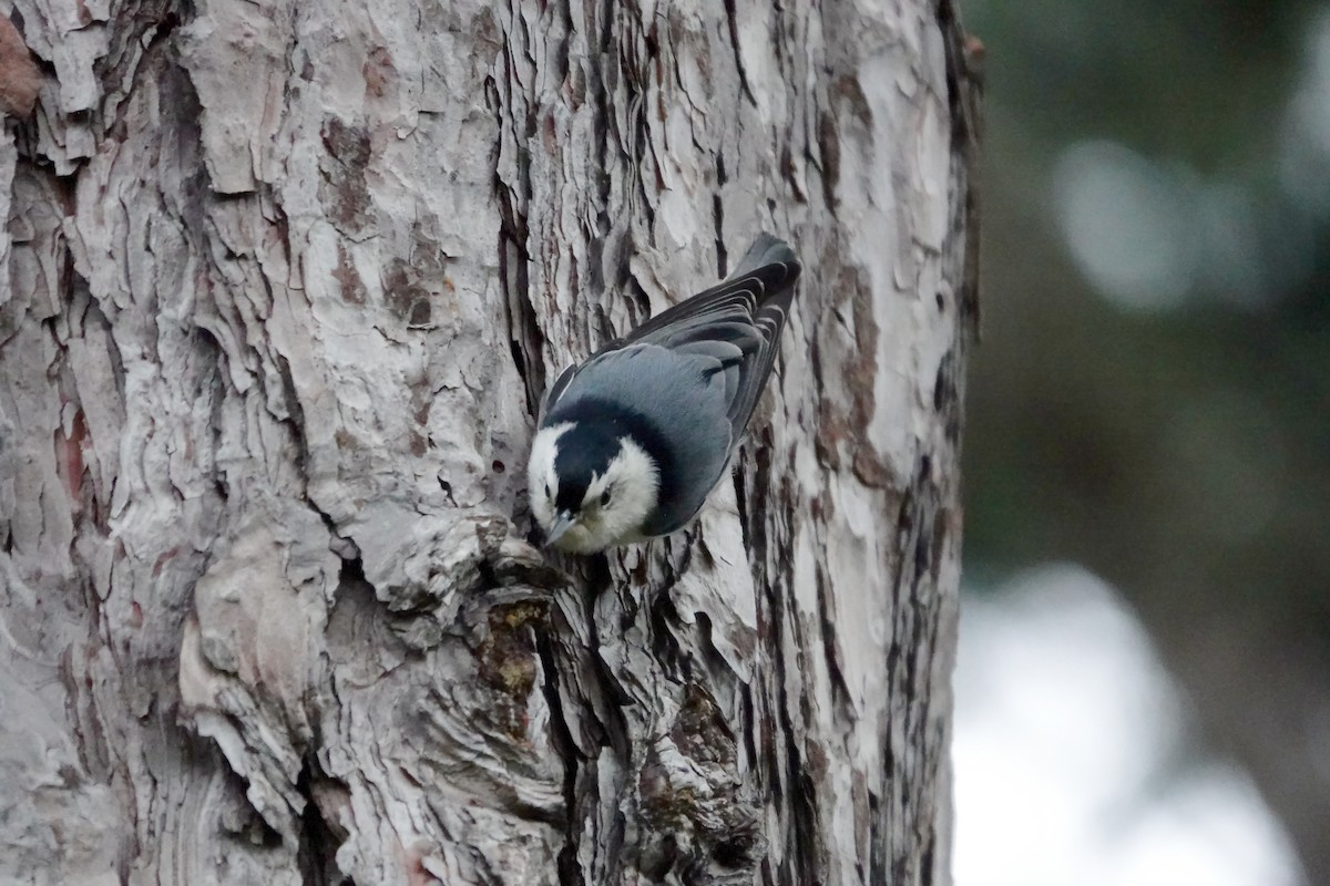 White-breasted Nuthatch - ML613312648