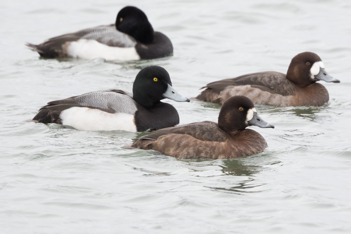 Greater Scaup - ML613312656