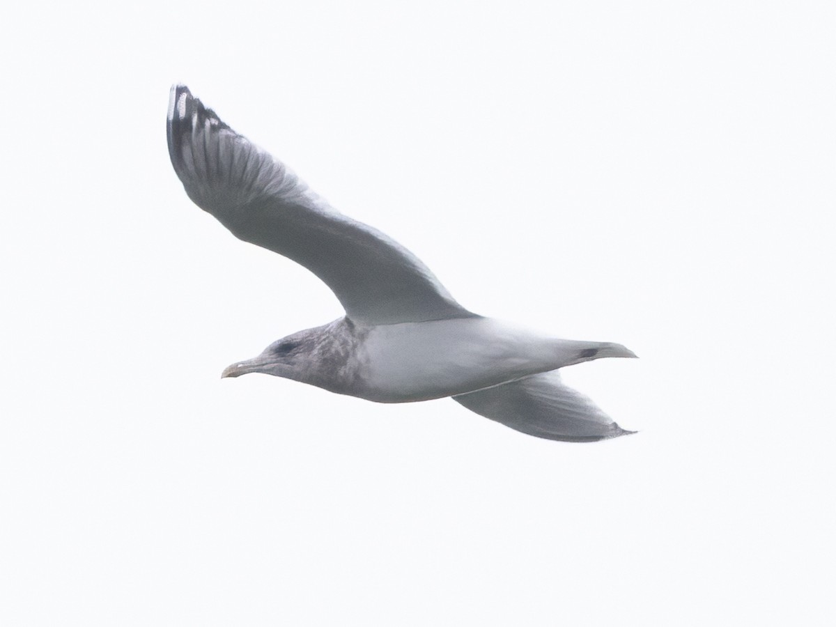 Iceland Gull (Thayer's) - ML613312854