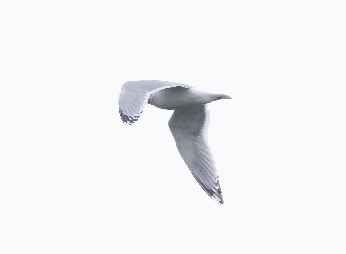 Iceland Gull (Thayer's) - Nancy Palmer