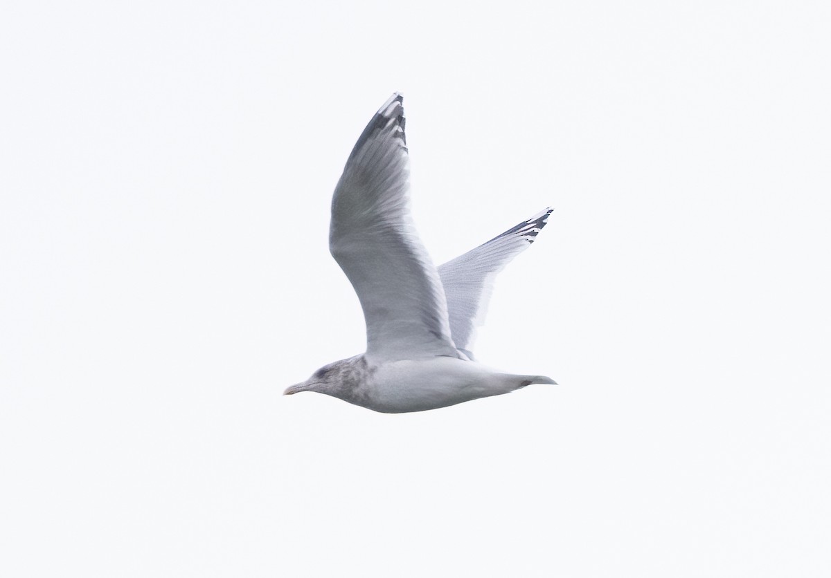 Iceland Gull (Thayer's) - ML613312856