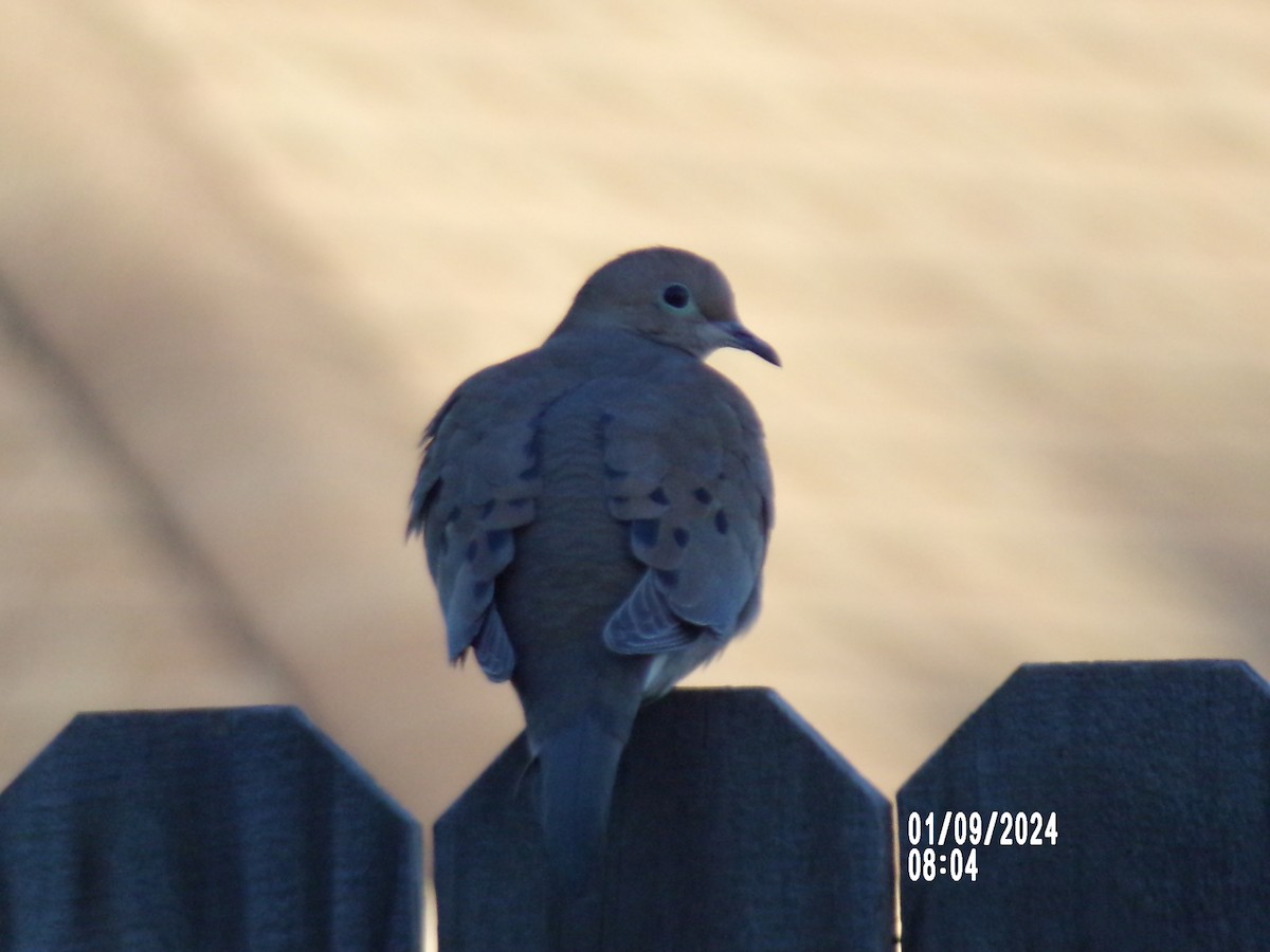 EBird Checklist 9 Jan 2024 Villages Of Bear Creek 11 Species   1200