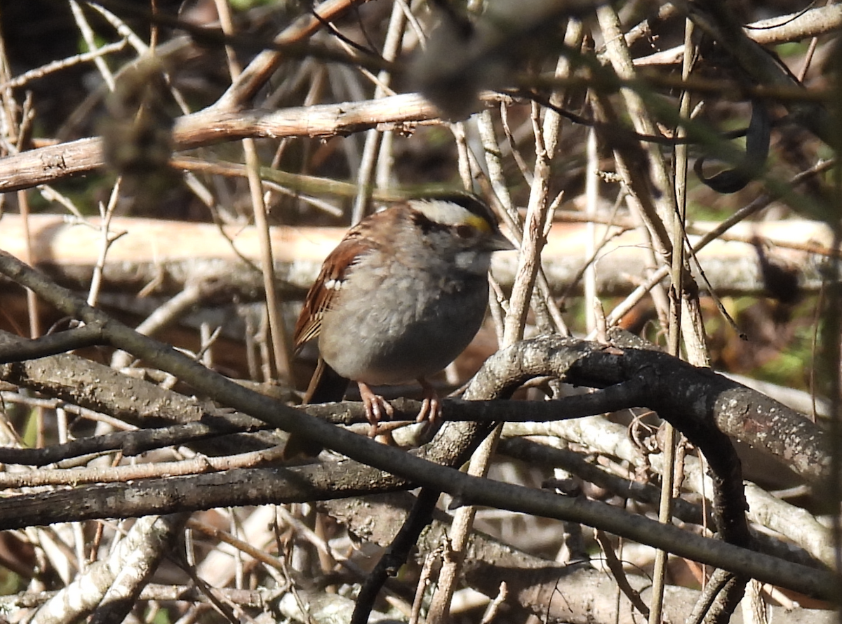 White-throated Sparrow - ML613313244