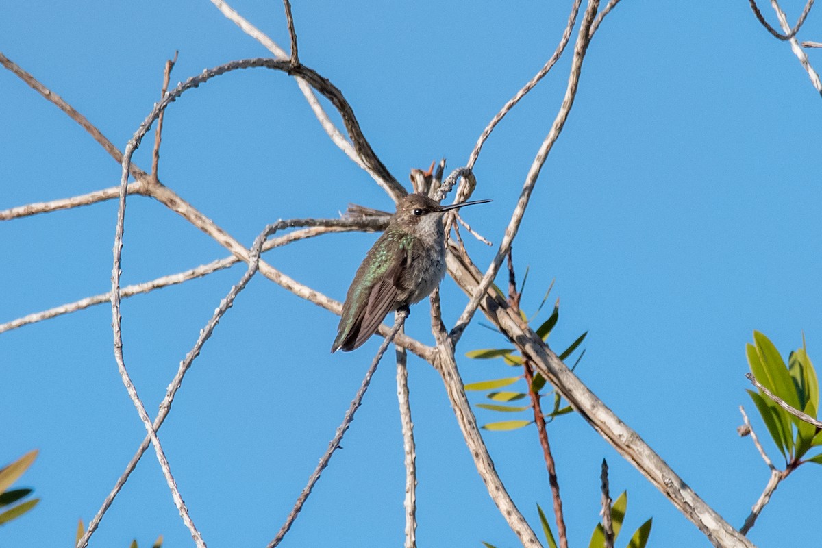 Black-chinned Hummingbird - ML613313460