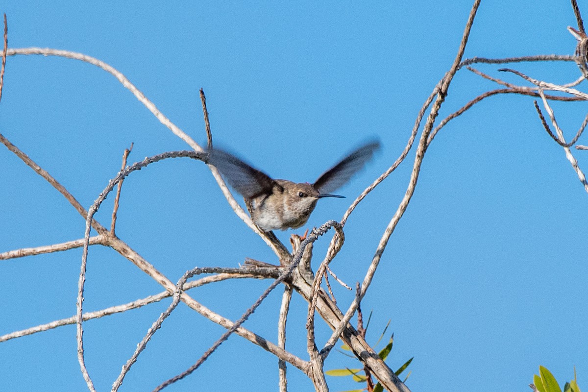 Black-chinned Hummingbird - ML613313461