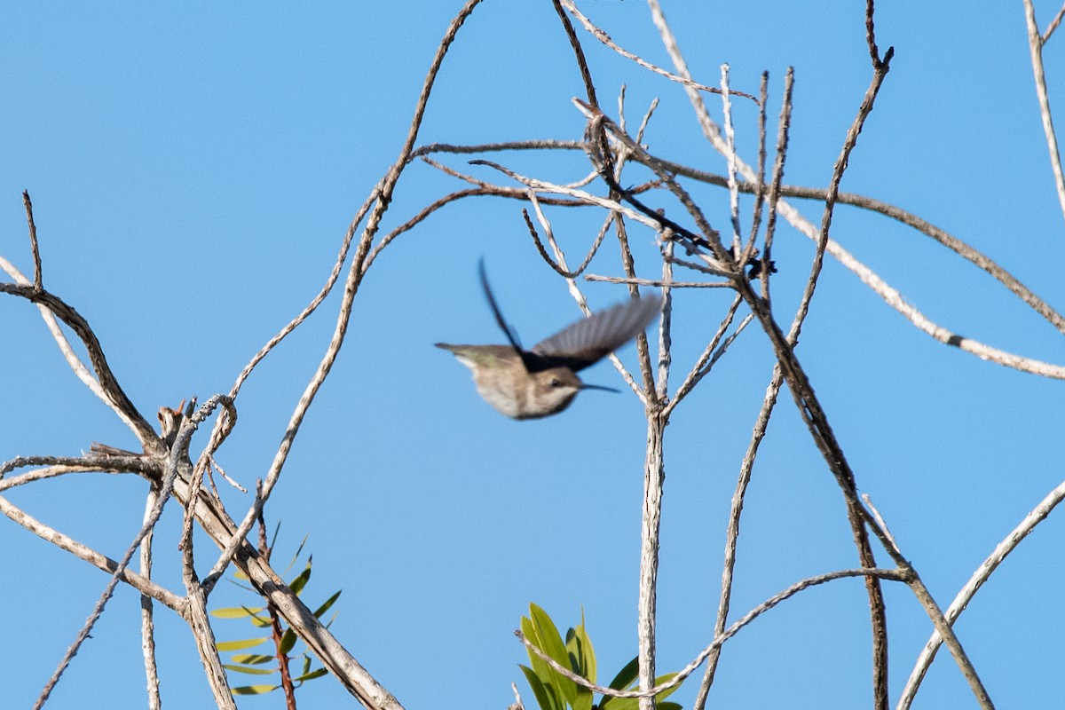 Black-chinned Hummingbird - ML613313462