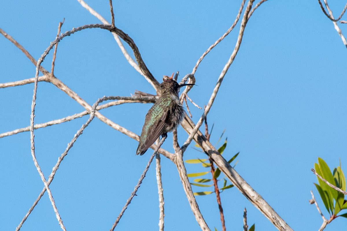 Black-chinned Hummingbird - ML613313463