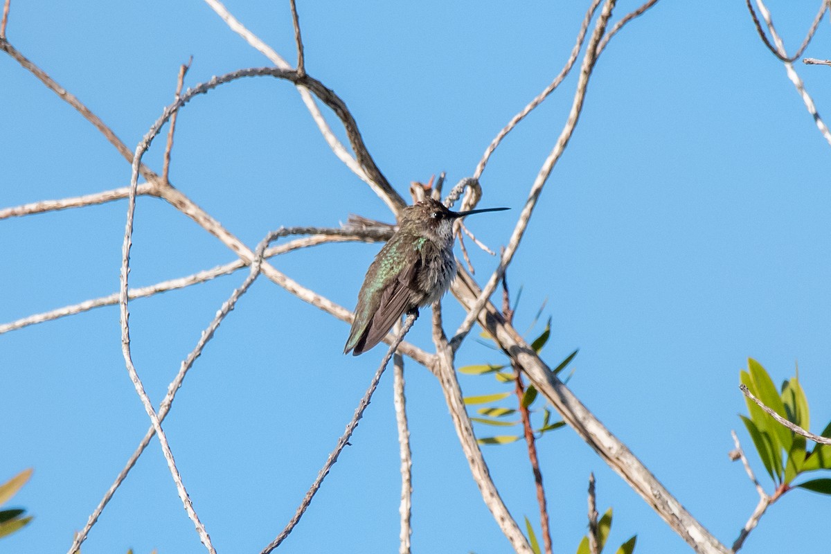 Black-chinned Hummingbird - ML613313464