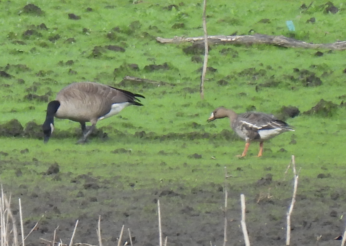 Greater White-fronted Goose - ML613313479