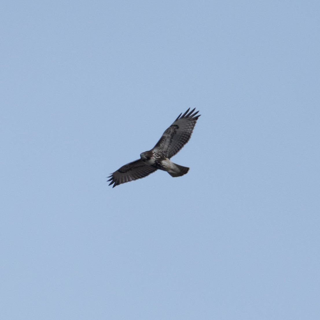 Red-tailed Hawk (abieticola) - ML613314128