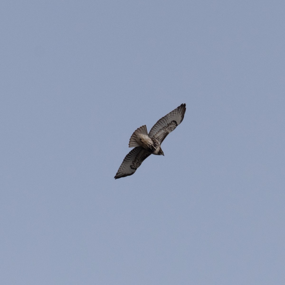 Red-tailed Hawk (abieticola) - Gretchen Dunham