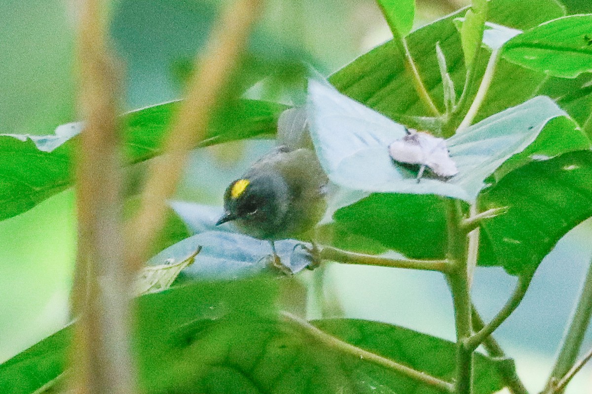 Gray-throated Warbler - ML613314391