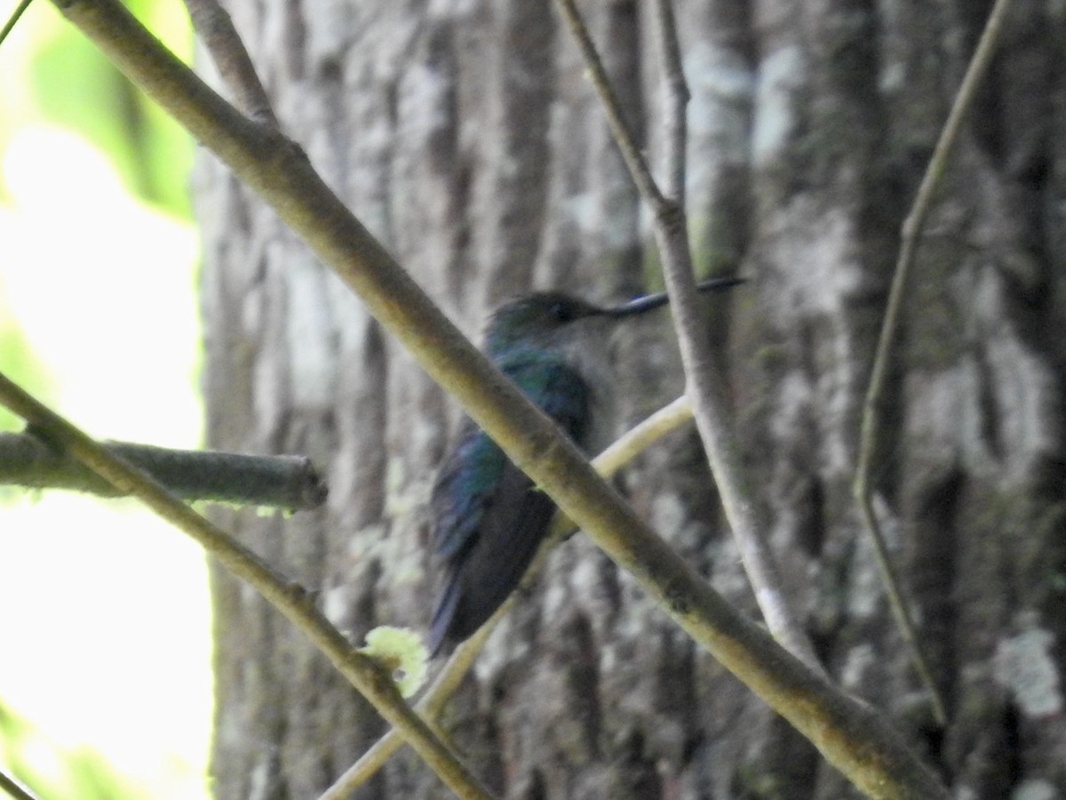 kolibřík pralesní - ML613314454