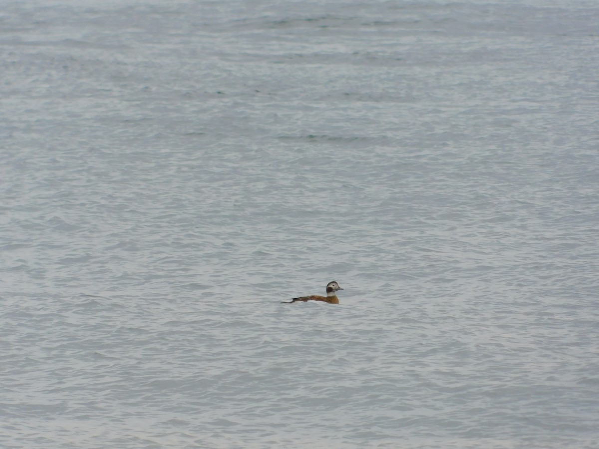 Long-tailed Duck - ML613314581