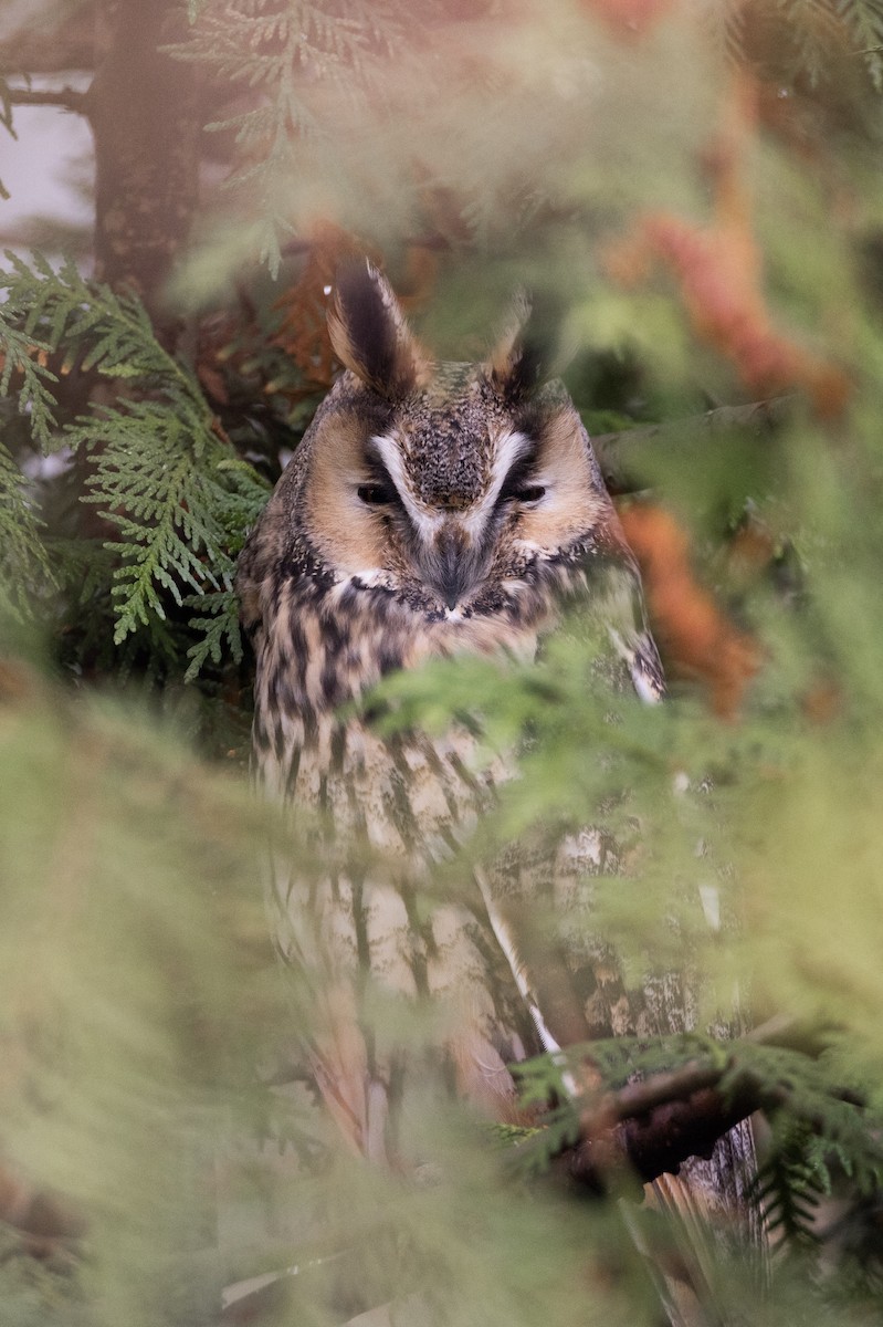 Long-eared Owl - ML613314655