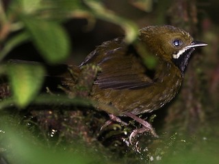  - Papuan Whipbird