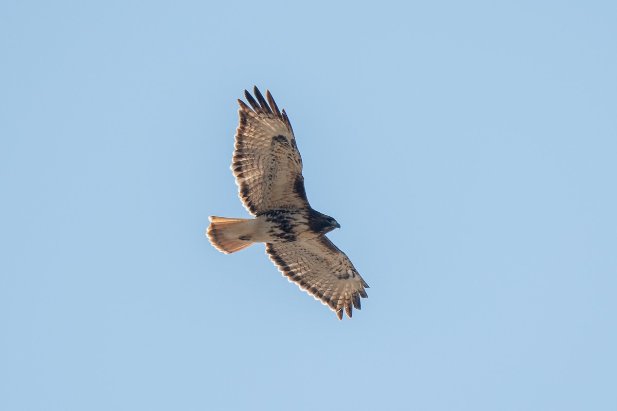 Red-tailed Hawk (abieticola) - Andrew Lydeard