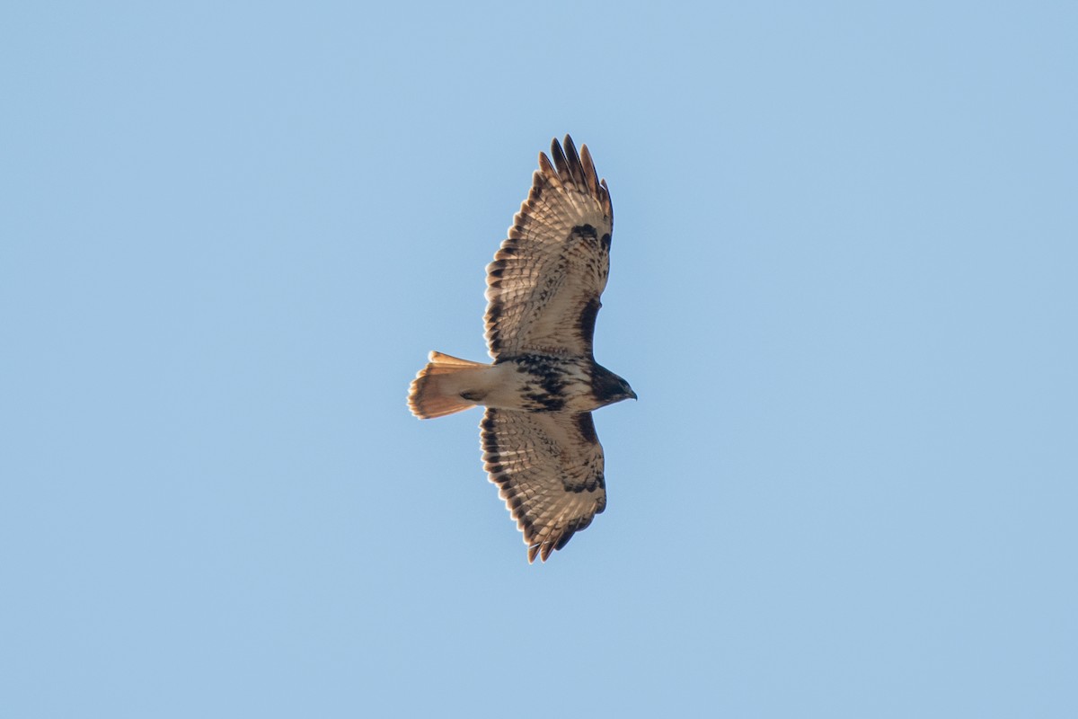 Red-tailed Hawk (abieticola) - ML613314882