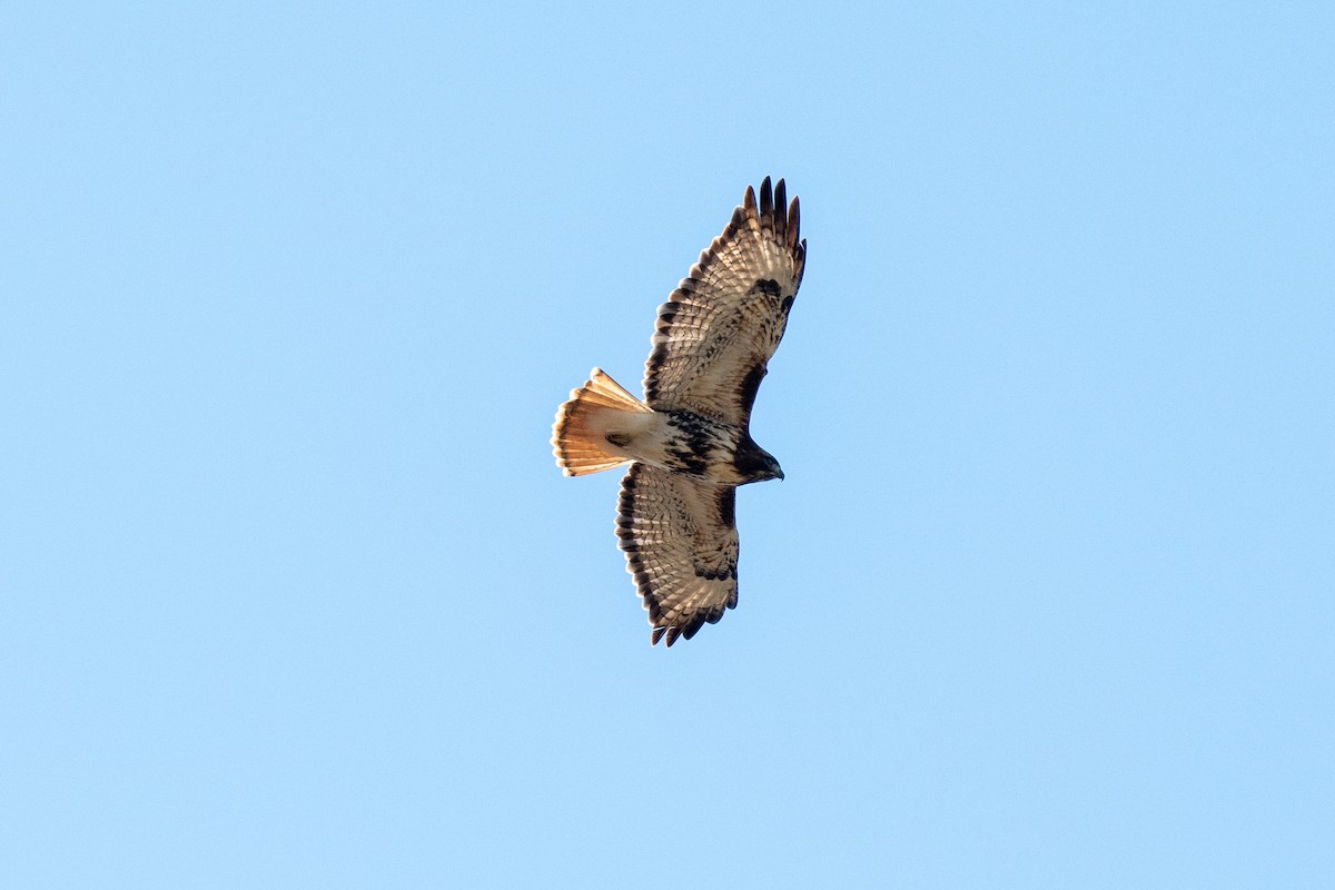 Red-tailed Hawk (abieticola) - ML613314883