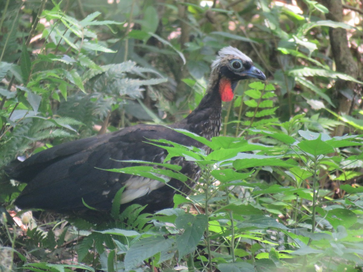 Black-fronted Piping-Guan - ML613315004