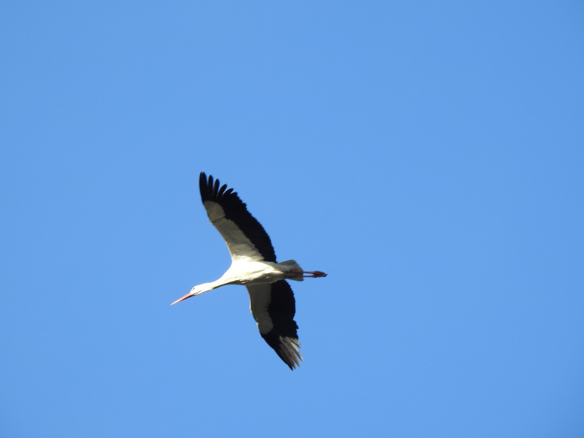 White Stork - ML613315079