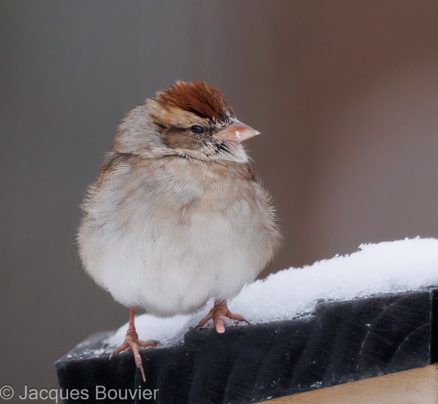 Chipping Sparrow - ML613315149