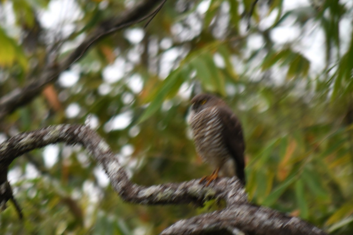 Madagascar Sparrowhawk - ML613315295