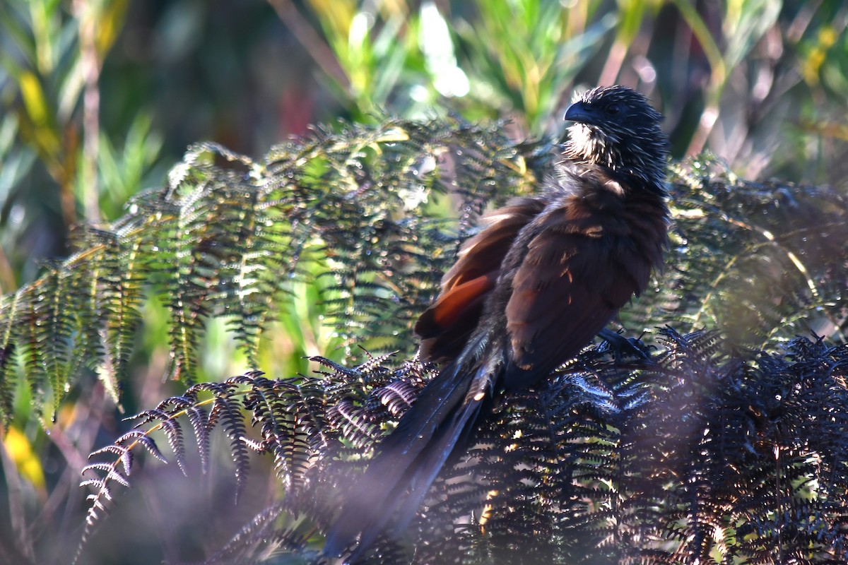 Coucal toulou - ML613315683