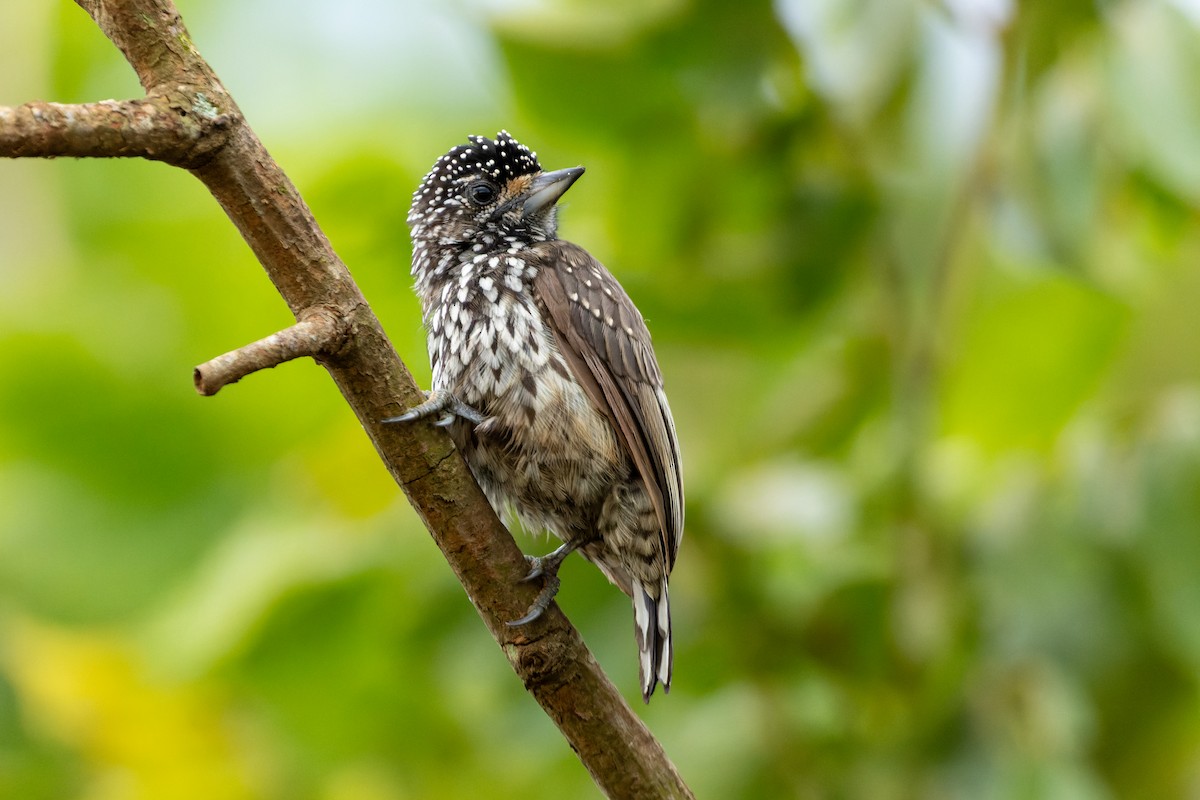 White-wedged Piculet - ML613315775